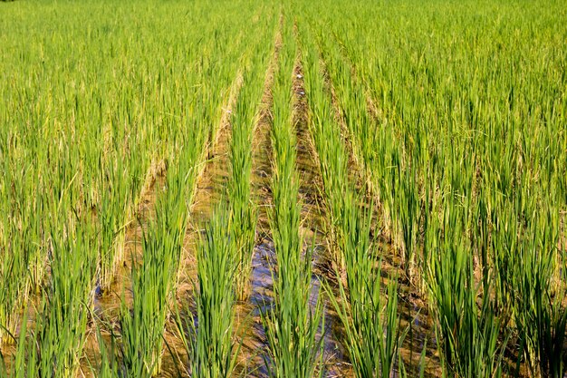 Campo di riso verde biologico con sfondo di acqua