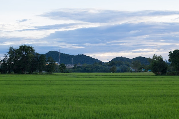 campo di riso verde con cielo blu