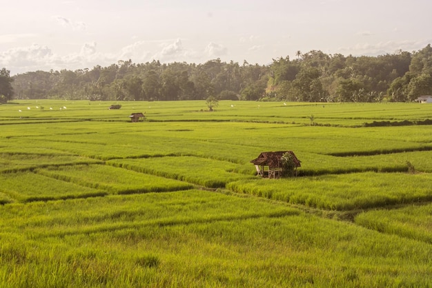 Campo di riso verde con una capanna in mezzo a campi di riso e cielo sereno Lampung Indonesia