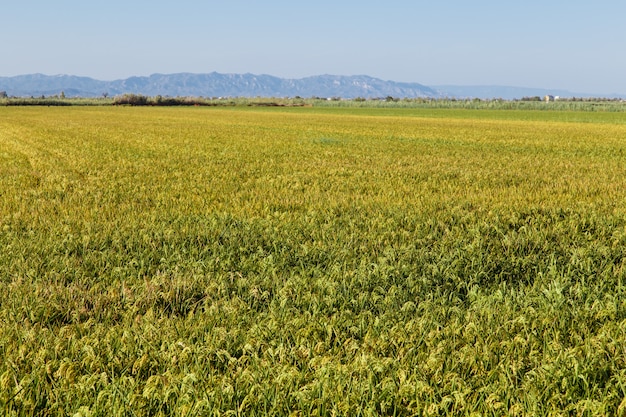 campo di riso verde dal Delta de l'Ebre, Catalogna, Spagna