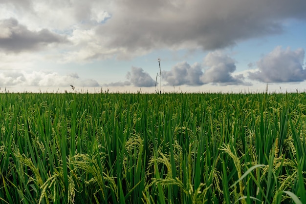 Campo di riso verde e cielo con nuvole bianche