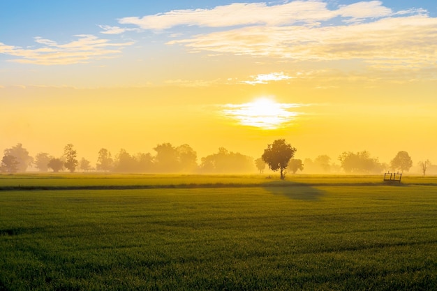 Campo di riso verde e tramonto