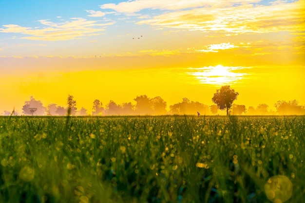 Campo di riso verde e tramonto