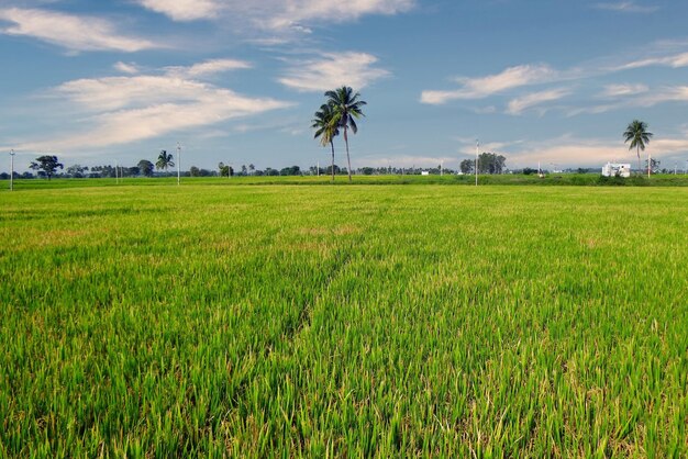 Campo di riso verde erba blu cielo nuvoloso paesaggio nuvoloso sfondo agricolo