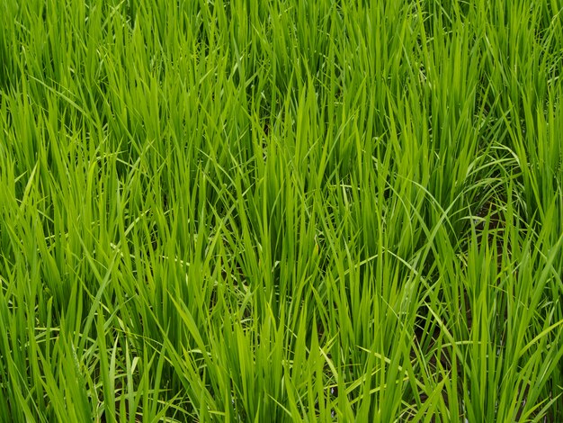 campo di riso verde in estate