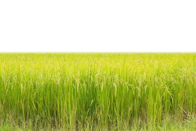 Campo di riso verde su sfondo bianco