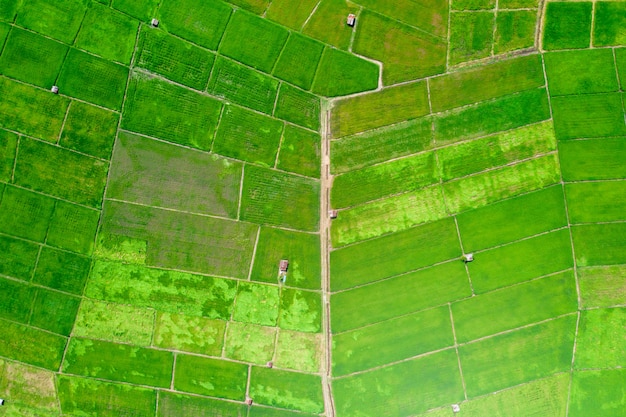 Campo di riso verde