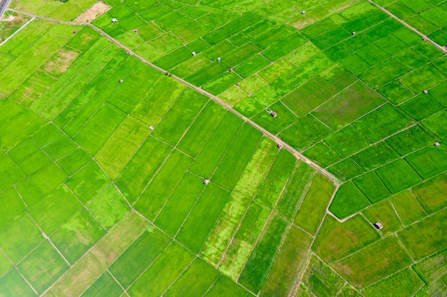 Campo di riso verde