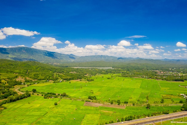 Campo di riso verde