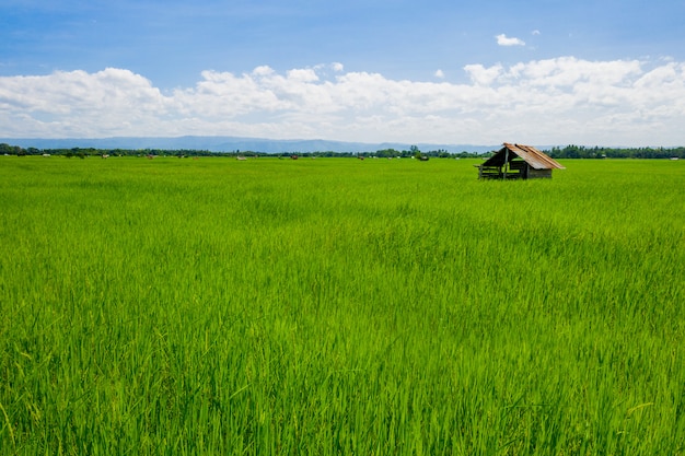 Campo di riso verde