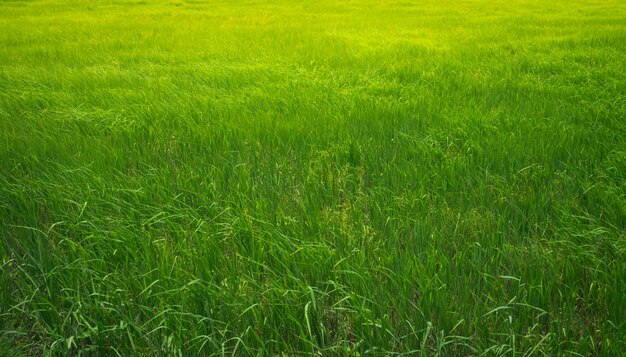 Campo di riso verde