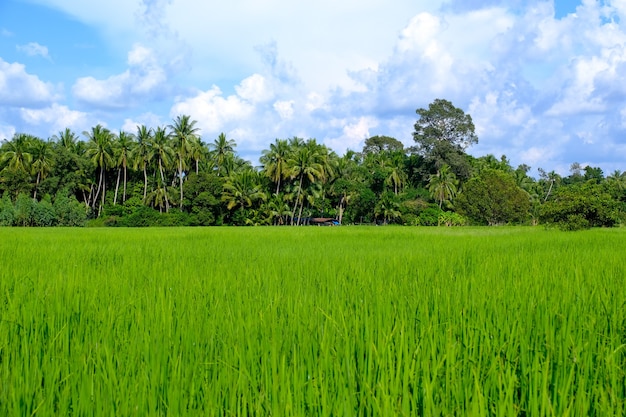 campo di riso verde