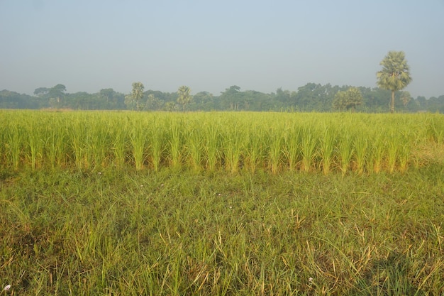 campo di riso verde