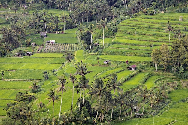 Campo di riso vicino a Bali, Indonesia