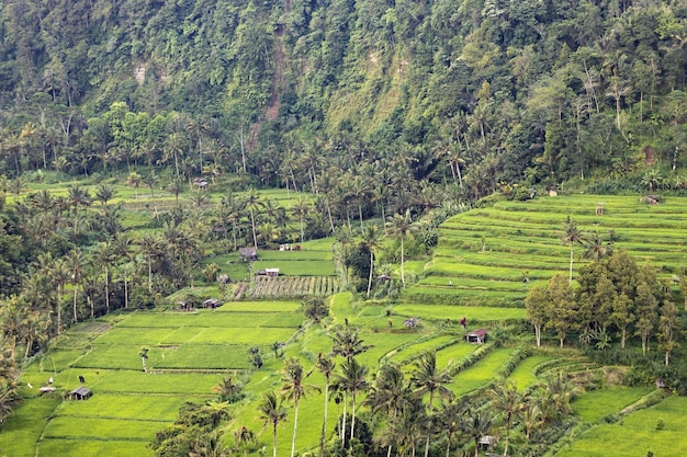 Campo di riso vicino a Bali, Indonesia