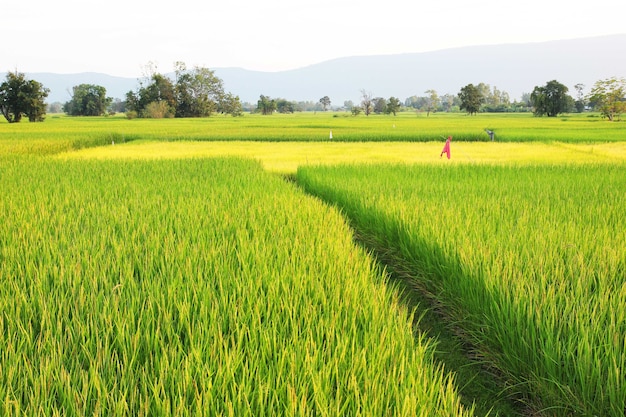 Campo di riso