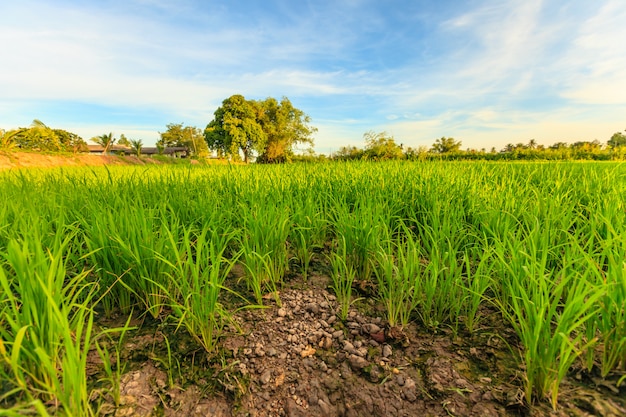 campo di risone verde naturale