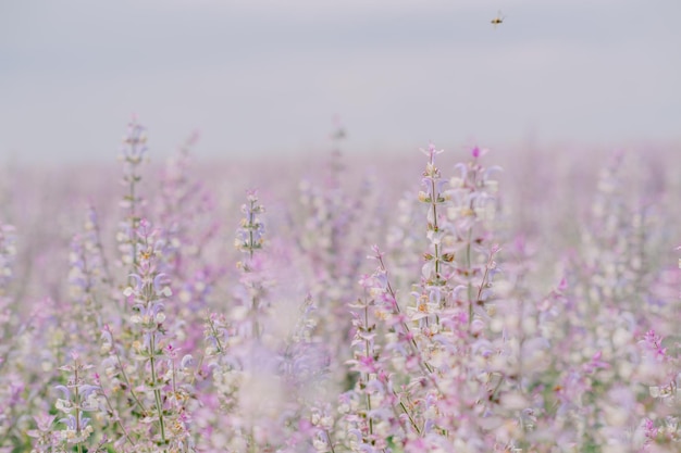 campo di salvia viola contro un cielo con nuvole