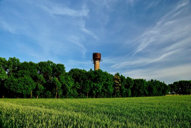 Campo di segale cielo natura cielo blu