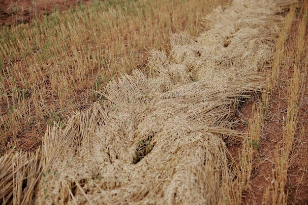 Campo di segale coltivazione agricola natura organica foto di alta qualità