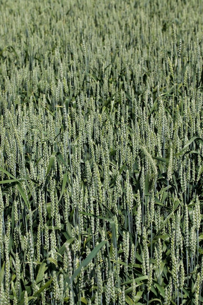 Campo di segale con piante immature verdi, attività agricola per la coltivazione della segale