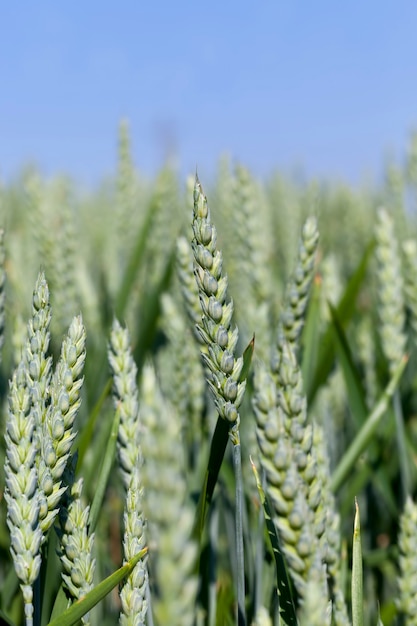 Campo di segale con piante verdi immature