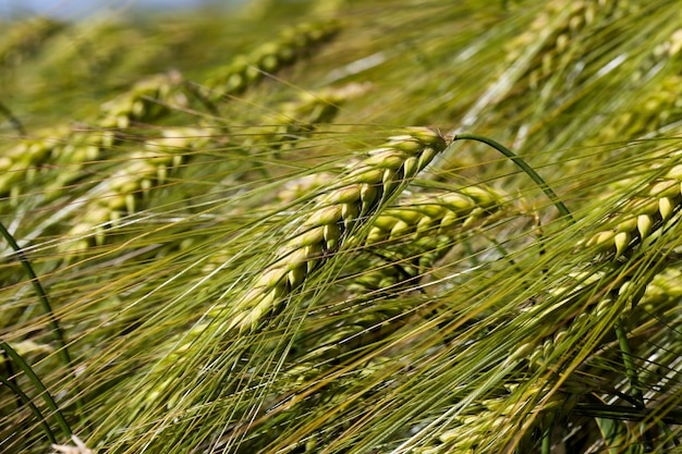 Campo di segale con spighette di segale acerbe verdi, piante di segale di stagione estiva in un campo agricolo