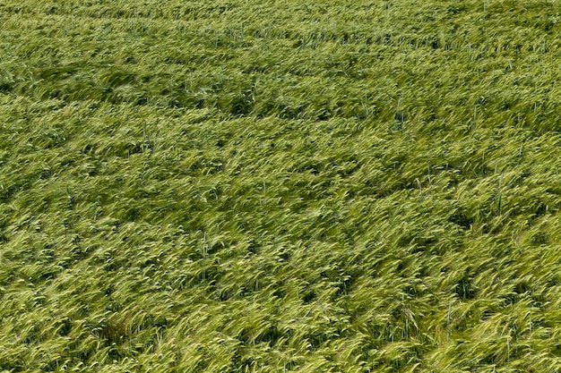 Campo di segale con spighette di segale acerbe verdi