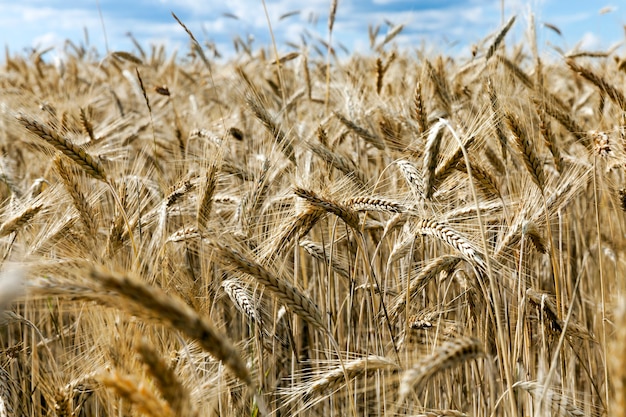 Campo di segale con steli secchi arancioni e spighette di un nuovo raccolto di grano, prima del raccolto in piena estate