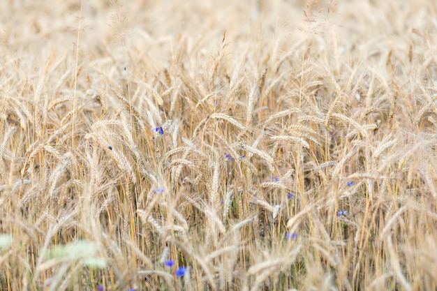 Campo di segale matura prima del raccolto