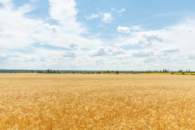 Campo di segale maturo in una fattoria