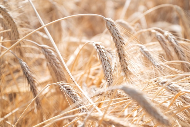 Campo di segale nel giorno d'estate primo piano di spighe di segale mature alla luce del sole