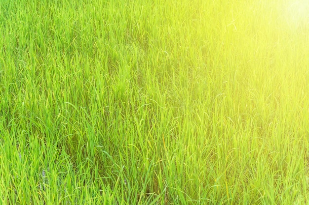 Campo di semi di risone verde dorato bella Spiga di riso