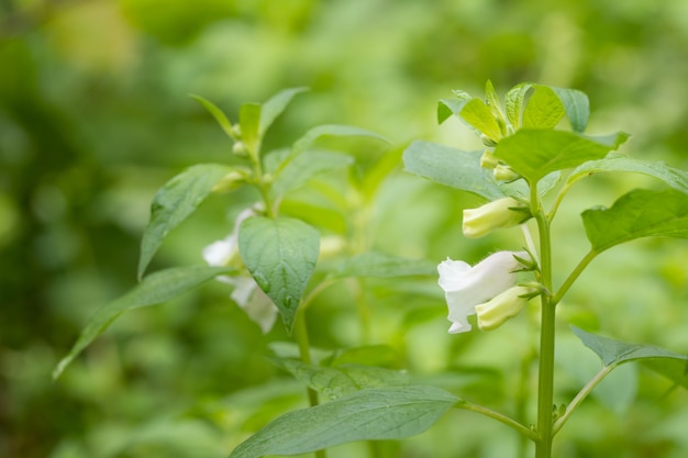 Campo di sesamo, fiori di sesamo e semi