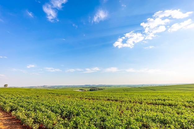 Campo di soia in una giornata di sole. Scena agricola.