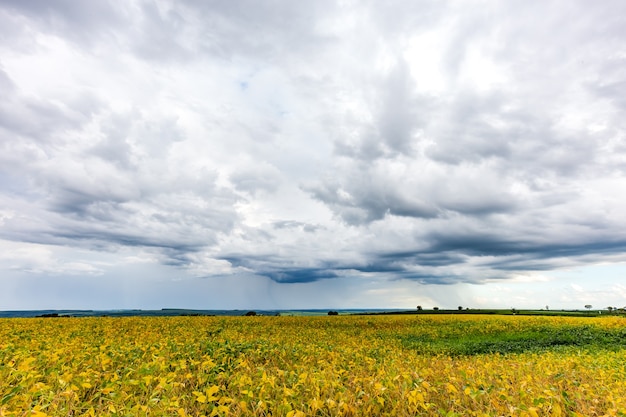 Campo di soia in una giornata nuvolosa