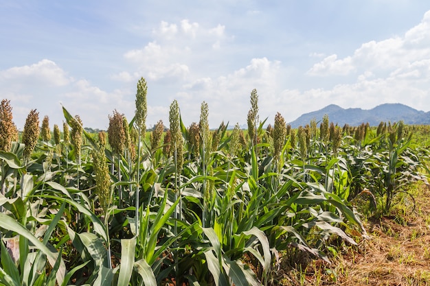 Campo di sorgo