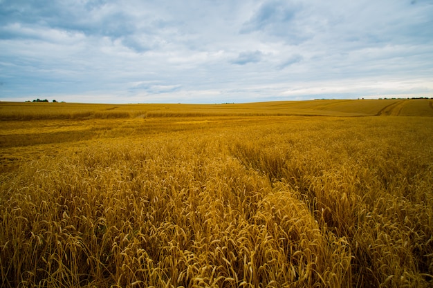 Campo di spighe di grano mature gialle sotto il cielo blu sotto le nuvole bianche.