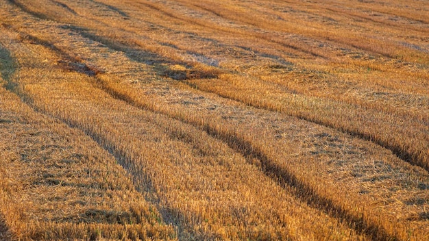 Campo di stoppie dopo la raccolta del grano