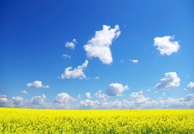 Campo di stupro e nuvole in cielo