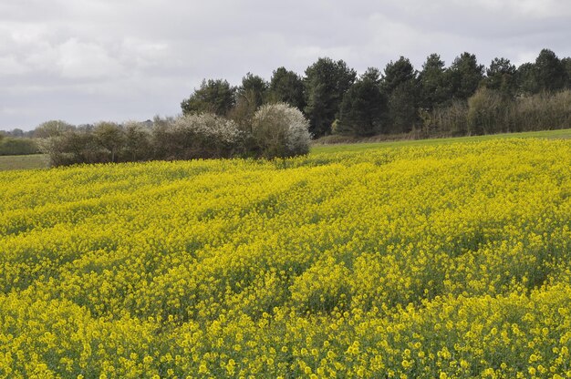 campo di stupro in Francia