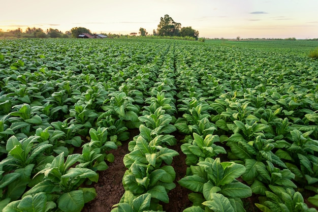 Campo di tabacco, colture a foglia larga del tabacco che crescono nel campo di piantagione di tabacco.