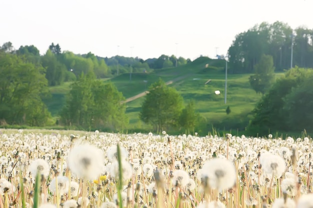 campo di tarassaco bianco / mosche di lanugine, semi di tarassaco, estate, fiori selvatici nel campo, natura stagionale del paesaggio