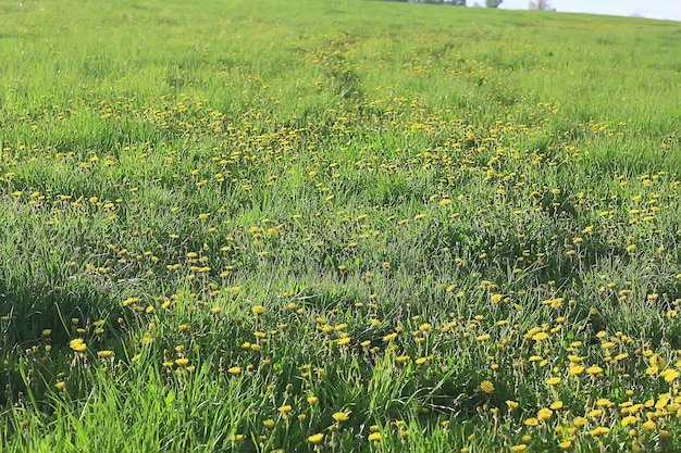 campo di tarassaco città / paesaggio estivo astratto campo con fiori gialli in periferia