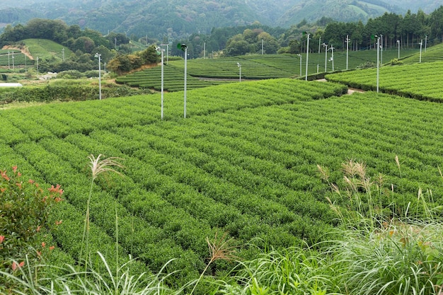 Campo di tè verde