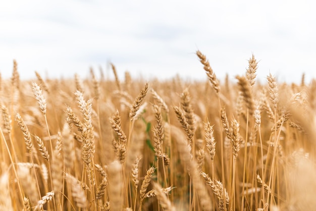 Campo di terreno agricolo con spighe di grano mature gialle in una soleggiata giornata estiva