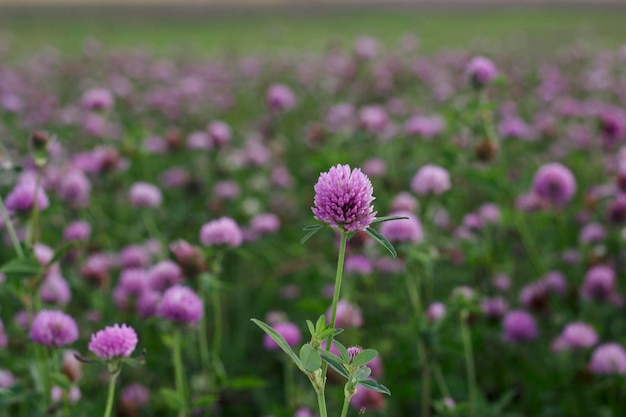Campo di trifoglio rosa nella natura estiva