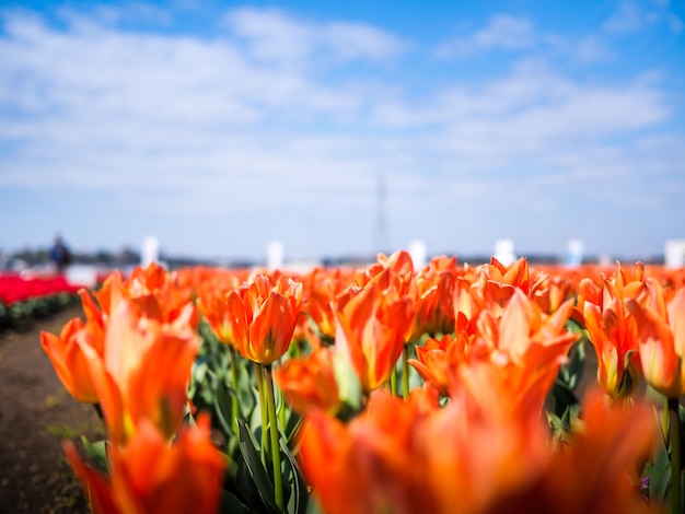 Campo di tulipani arancioni