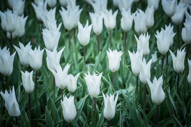 Campo di tulipani bianchi nei Paesi Bassi