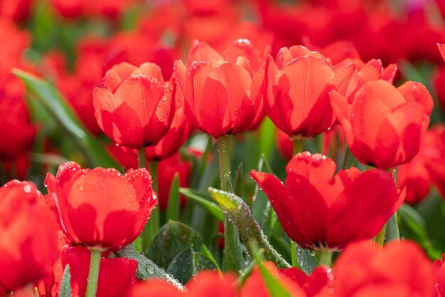 Campo di tulipani colorati in fiore